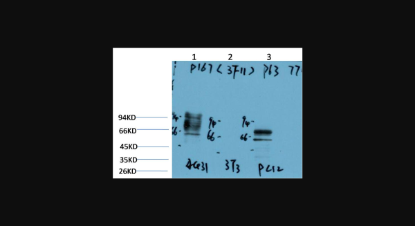 Anti-P63-alpha (3F11), monoclonal
