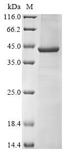 Erlin-1 (ERLIN1), human, recombinant