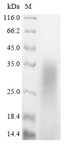 Myelin basic protein (Mbp), mouse, recombinant