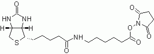 Biotin-X, succinimidyl ester