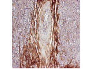 Anti-Osteopontin (OPN) (human specific)