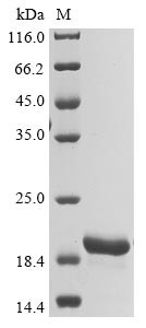 Griffithsin (X31S), Griffithsia sp., recombinant