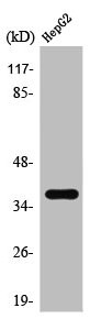Anti-TAS2R39