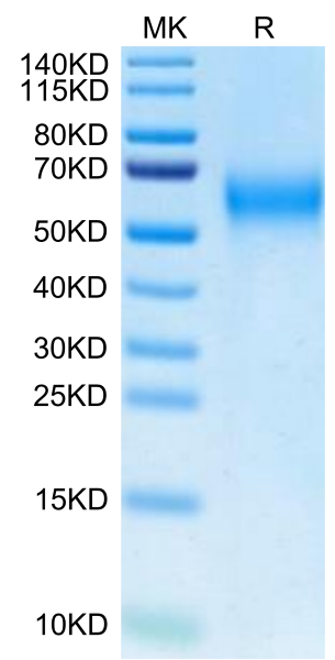 Biotinylated Cynomolgus IL-2 R gamma/CD132 Protein (Primary Amine Labeling)