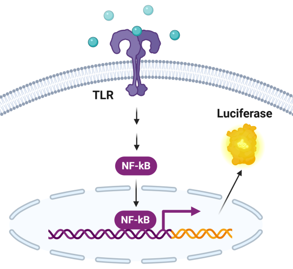 TLR7 (Toll-like receptor 7)/NF-kappaB Luciferase Reporter HEK293 Cell Line