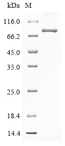 RING finger protein 207 (RNF207), human, recombinant