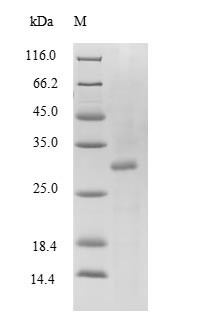 Transthyretin (Ttr), partial, mouse, recombinant