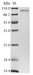 Ribonuclease inhibitor (Rnh1), partial, mouse, recombinant