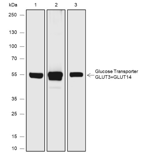 Anti-Recombinant GLUT3+GLUT14, clone A645