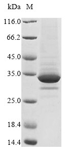 Immunoglobulin superfamily member 2 (Cd101), partial, mouse, recombinant