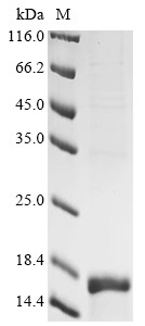 Guanine nucleotide-binding protein G (I)/G (S)/G (O) subunit gamma-12 (Gng12), mouse, recombinant
