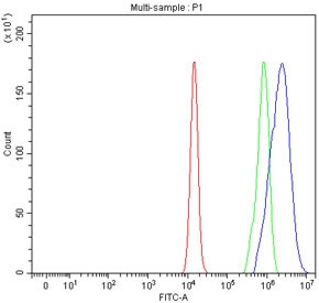 Anti-Protocadherin alpha 12 / PCDHA12