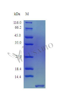 Beta-defensin 103 protein (DEFB103A) (Active), human, recombinant