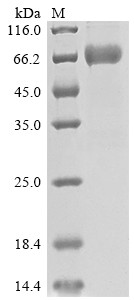 SLAM family member 6 (SLAMF6), partial, human, recombinant