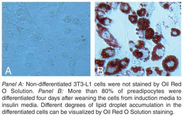 Adipogenesis Assay Kit