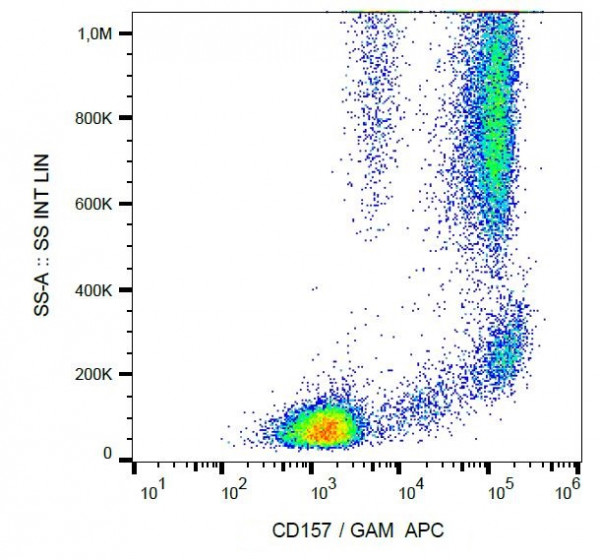 Anti-CD157, clone SY11B5