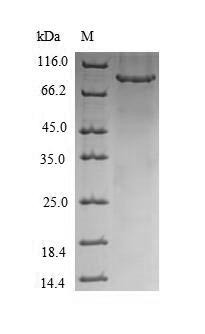 Rab proteins geranylgeranyltransferase component A 1 (CHM), human, recombinant