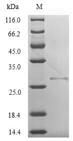 Protein K3 (VACWR034), Vaccinia virus, recombinant