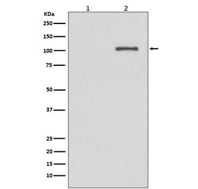 Anti-IRE1 (pS724), clone EGH-5