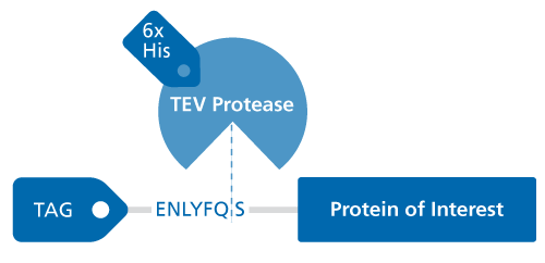 TEV-Protease