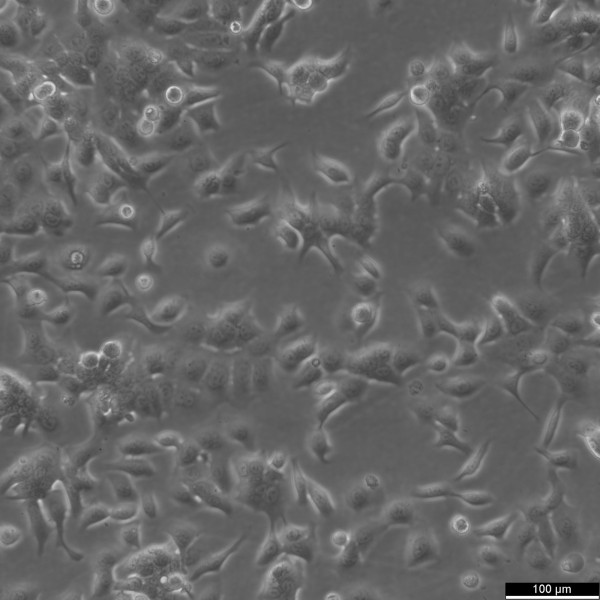 HPAC Cells