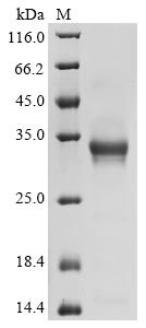 5-Hydroxytryptamine receptor 1D (HTR1D), partial, human, recombinant