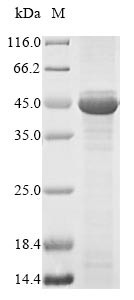 Hyaluronan and proteoglycan link protein 1 (HAPLN1), human, recombinant