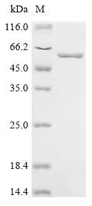 Gasdermin-A (GSDMA), human, recombinant