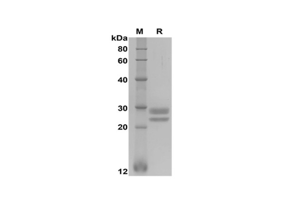 TNFSF18 (human), recombinant protein (His Tag)
