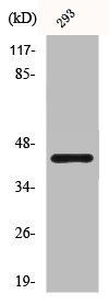 Anti-CASP9