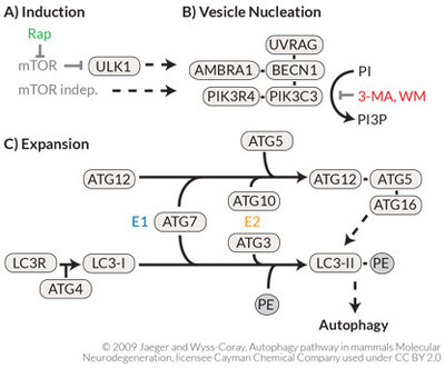 autophagy_pathway