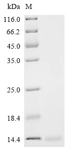 Lymphocyte antigen 6E (Ly6e), mouse, recombinant