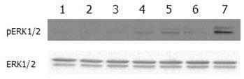 FGF-23 (mouse):Fc (human) (rec.)