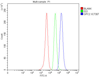 Anti-GPC2 / Glypican 2