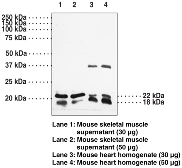 Anti-Caveolin 1/3 Antiserum