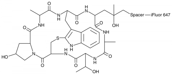 Phalloidin-iFluor(TM) 647 Conjugate