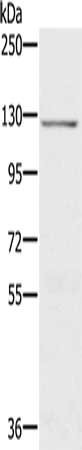 Anti-CDH4