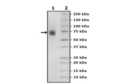 FGFR3, Avi-Tag, His-Tag, Biotin-Labeled, HiP(TM) Recombinant