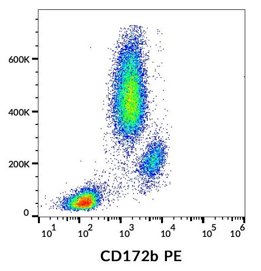 Anti-CD172b / SIRPB1 (PE), clone B4B6