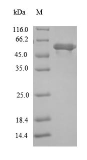 Lipoate-protein ligase A (lplA), Escherichia coli, recombinant