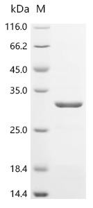 Immunoglobulin lambda-like polypeptide 5 (IGLL5), recombinant human