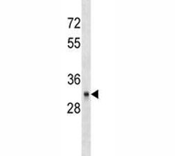 Anti-CD40, clone 647CT13.2.4