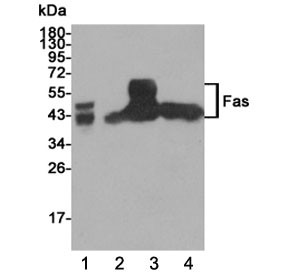 Anti-Fas / CD95, clone 8C1-B9-F12