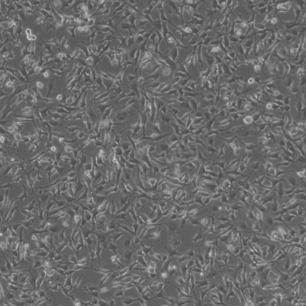 BT-549 Cells