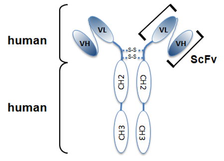 Anti-Giantin, mAb (rec.), clone TA10