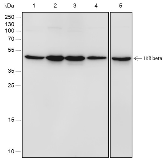 Anti-Recombinant IKB beta, clone A563