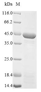 Mitochondrial fission factor (MFF), partial, human, recombinant