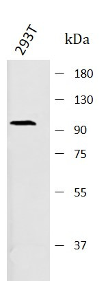Anti-CD107b / LAMP2