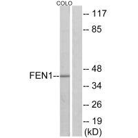 Anti-FEN1