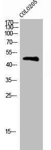 Anti-Phospho-BLNK (Y96)